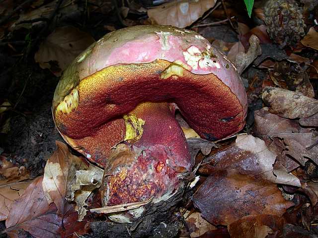 2005 :  Un anno di funghi